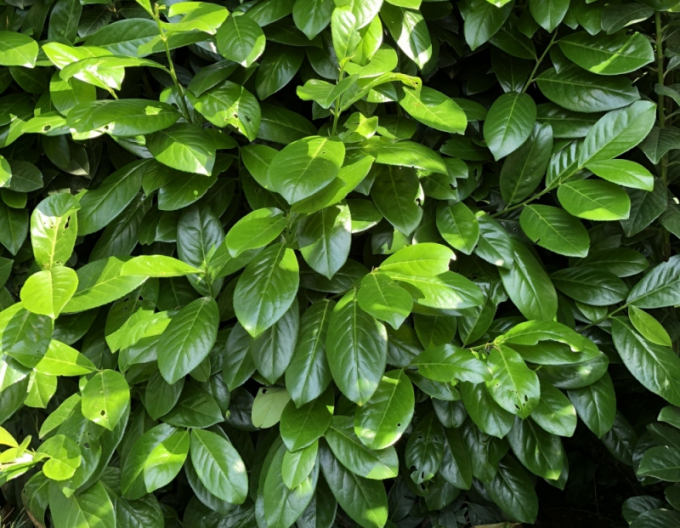 Vavrínovec lekársky ´Novita´ 5L