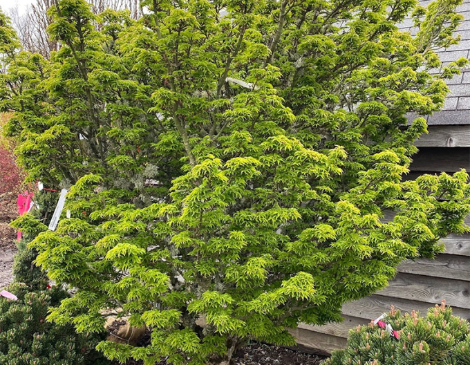 Javor  dlaňovitolistý ´Shishigashira´