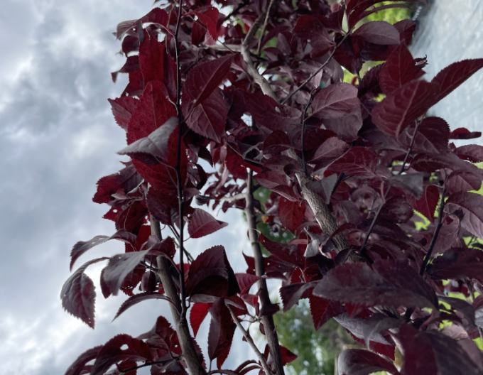 Slivka čerešňoplodá