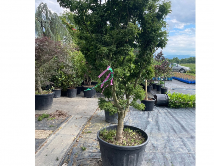 Javor  dlaňovitolistý ´Shishigashira´