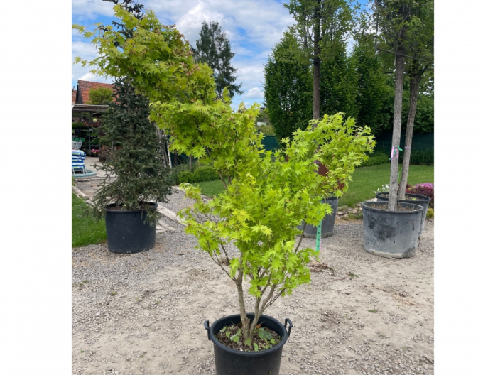 Javor dlaňovitolistý ´Summer Gold´