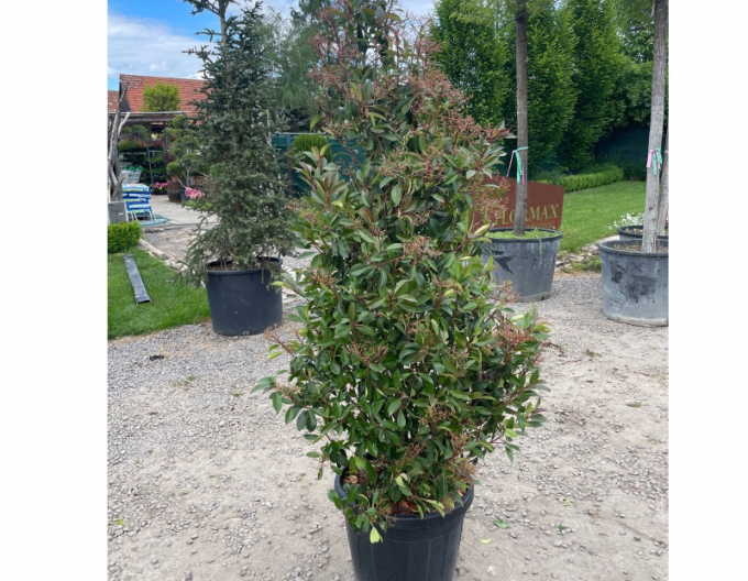 Červienka ´Red Robin Cono´