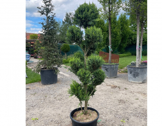 Cyprusovec leylandský PON PON 160cm