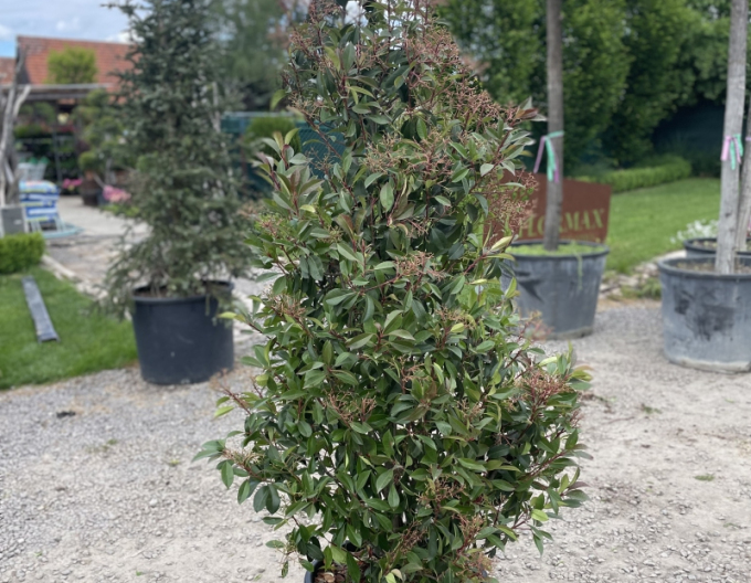 Červienka ´Red Robin Cono´