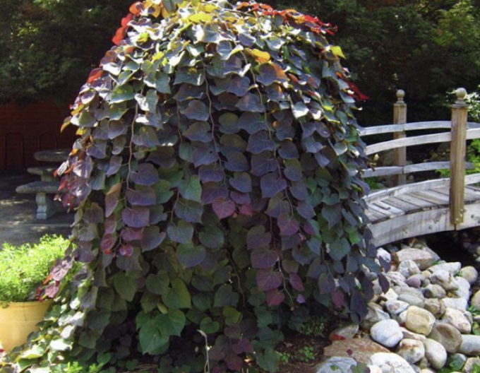 Judášovec kanadský ´Ruby Falls´