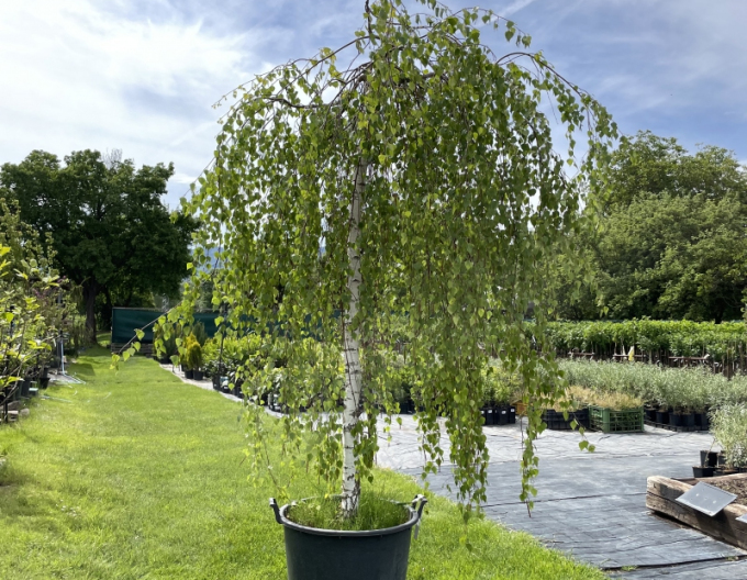 Breza previsnutá ´Youngi´