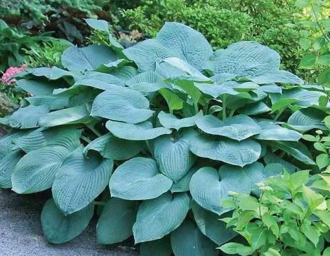Hosta ´Bressingham Blue´