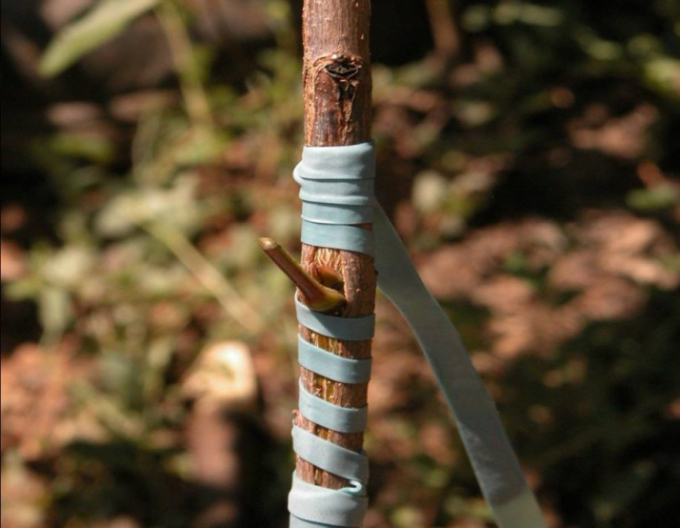 Štepárska gumička 240x6mm