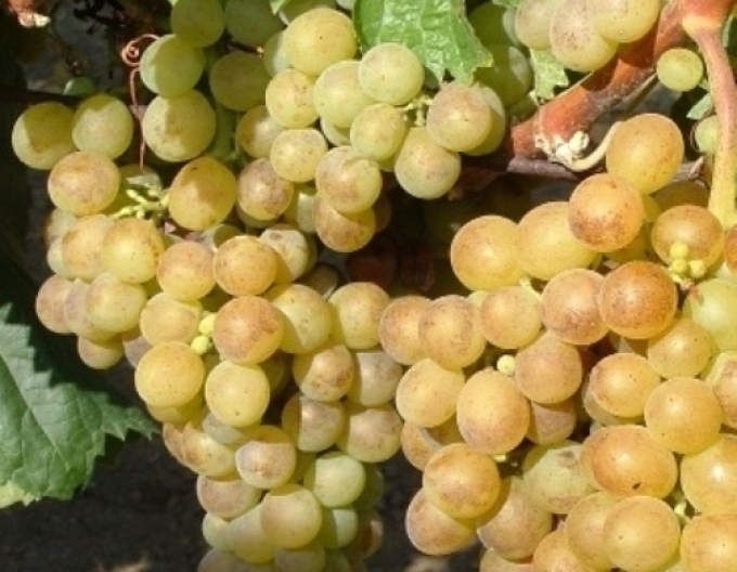 Vinič stolový ´Polockei Muskotal´