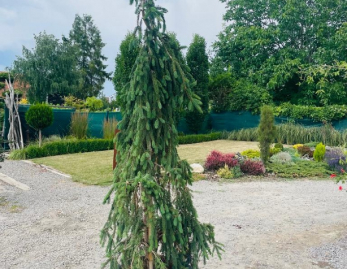 Smrek obyčajný "Inversa" previslý